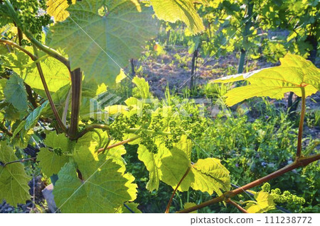 Young grapevine in wineyard. Close-up of grapevine. Wineyard at spring. Sun flare. Vineyard landscape. Vineyard rows at South Moravia, Czech Republic Young grapevine in wineyard. Close-up of grapevine. Wineyard at spring. Sun flare. Vineyard landscape. Vineyard rows at South Moravia, Czech Republic 111238772