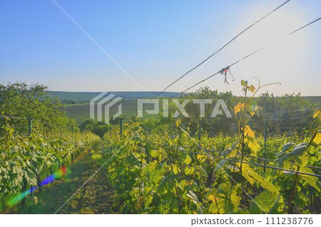 Wineyard at spring. Sun flare. Vineyard landscape. Vineyard rows at South Moravia, Czech Republic 111238776