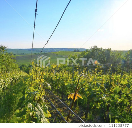 Wineyard at spring. Sun flare. Vineyard landscape. Vineyard rows at South Moravia, Czech Republic Wineyard at spring. Sun flare. Vineyard landscape. Vineyard rows at South Moravia, Czech Republic 111238777