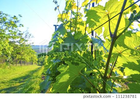 Young grapevine in wineyard. Close-up of grapevine Young grapevine in wineyard. Close-up of grapevine 111238781