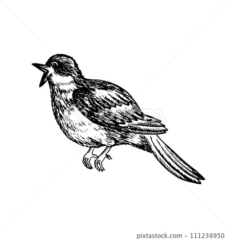 A nightingale, a singing bird. Graphic vector black and white illustration. For logos, badges, stickers and prints. For postcards, business cards, flyers and posters. A nightingale, a singing bird. Graphic vector black and white illustration. For logos, badges, stickers and prints. For postcards, business cards, flyers and posters. 111238950