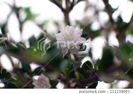雙花天鵝花特寫 111239001