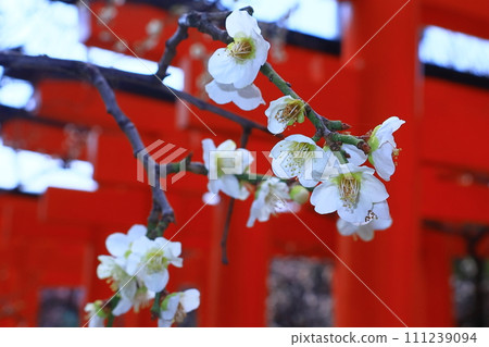 熊野神社（兵庫縣尼崎市西難波町） 綠萼月影梅花 111239094