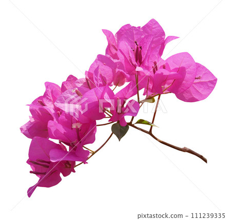 Pink Bougainvillea flower branch on white background. 111239335