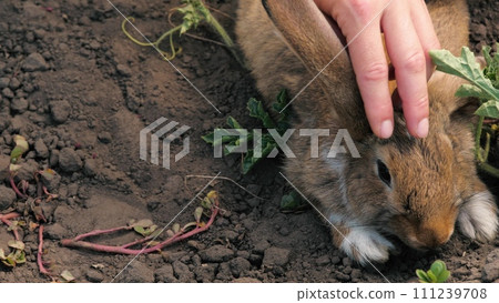 Human hands adult and child kid stroking cute brown rabbit on earth with grass sitting closeup. Adorable little bunny hare summer outdoor at agriculture zoo farming funny mammal animal with long ears Human hands adult and child kid stroking cute brown rabbit on earth with grass sitting closeup. Adorable little bunny hare summer outdoor at agriculture zoo farming funny mammal animal with long ears 111239708
