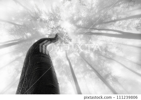 Spring beech trees with fog 111239806