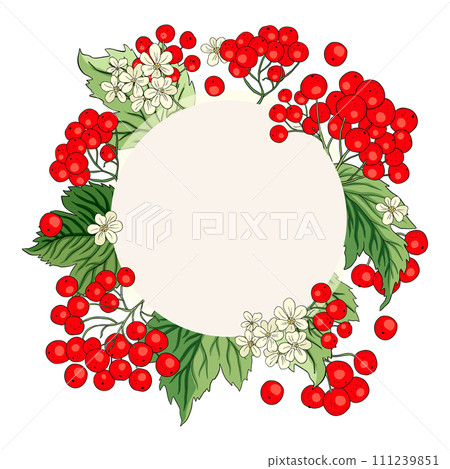 Viburnum rowan red berry vector frame rustic floral bouquet illustration 111239851