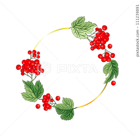 Viburnum rowan circle round red berry vector frame rustic floral bouquet illustration Viburnum rowan circle round red berry vector frame rustic floral bouquet illustration 111239891