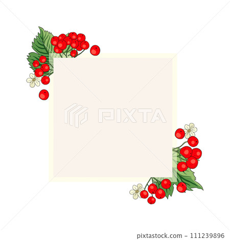 Viburnum rowan red berry vector frame rustic floral bouquet illustration Viburnum rowan red berry vector frame rustic floral bouquet illustration 111239896