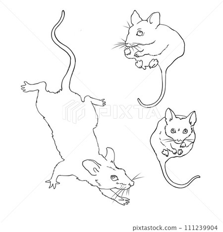 Set of three mice with long tails. Linear sketch in vector. For design and printing of product packaging for rodents and small animals. For advertising veterinary clinics and pet stores. 111239904