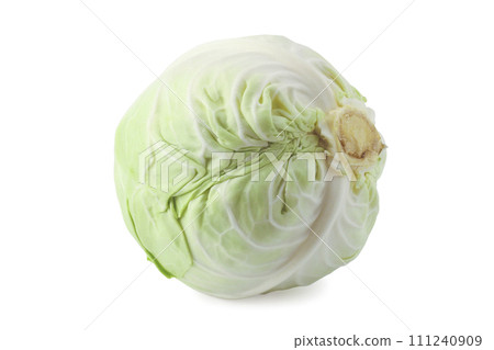 Cabbage Cabbage 111240909