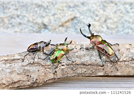 Nujiro雄鹿甲蟲 Nujiro雄鹿甲蟲 111241526