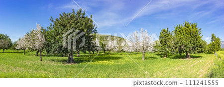 Verdant Springtime Splendor: Blossoming Almond Trees in Panoramic Orchard 111241555