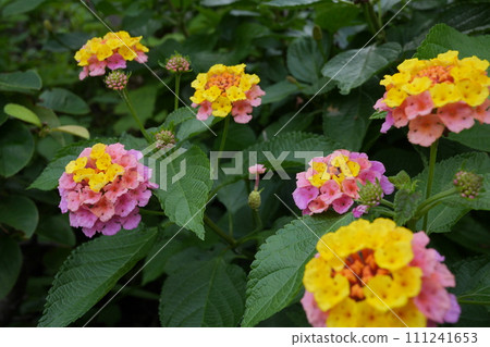 用鮮花的風景 用鮮花的風景 111241653