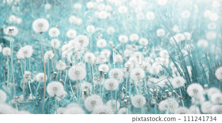 Green field with white dandelions 111241734