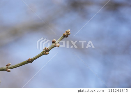 Boxelder maple 111241845