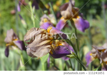Tall bearded iris Banjo Man 111241851
