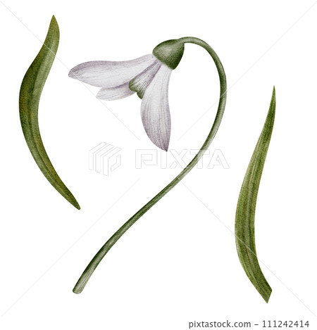 Snowdrop watercolor hand drawn flower and green leaves. Collection of spring flowers Galanthus. Concept spring, primrose, easter, botanical illustration. clipart for cards, textiles, templates Snowdrop watercolor hand drawn flower and green leaves. Collection of spring flowers Galanthus. Concept spring, primrose, easter, botanical illustration. clipart for cards, textiles, templates 111242414