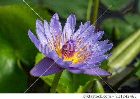 Water lilies 111242465