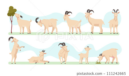 Goats. Farm animals with wool and horns exact vector illustrations of cute goats collection Goats. Farm animals with wool and horns exact vector illustrations of cute goats collection 111242665
