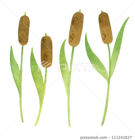 Pond plants reed watercoolor illustration clipart Pond plants reed watercoolor illustration clipart 111242827