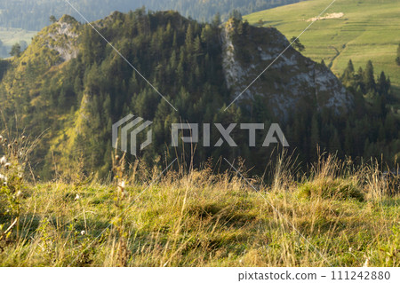Wonderful nature scenery with forested rolling hills and green grassy meadows in morning light. Wanderlust travel concept 111242880