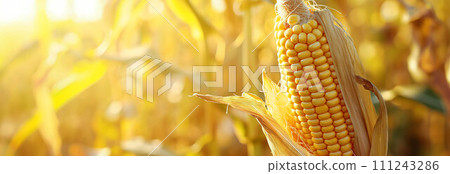 Peeled corn lies on the corn field background. 111243286