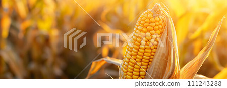 Peeled corn lies on the corn field background. 111243288