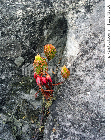 Republic of South Africa, Cape Town, Table Mountain, Erika blooming between the rocks 111243316
