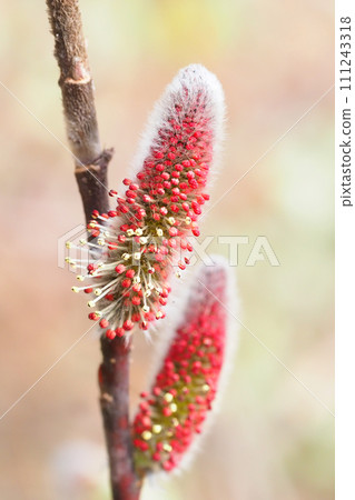 Feline flower flower 111243318