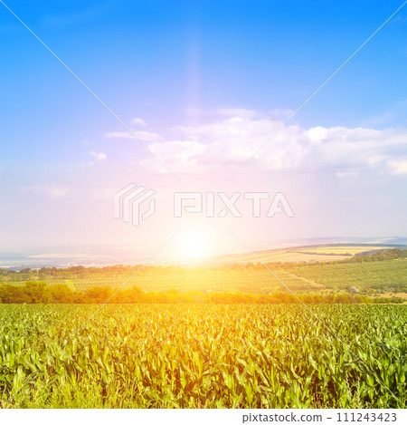Green corn field and bright sunrise on the blue sky. 111243423