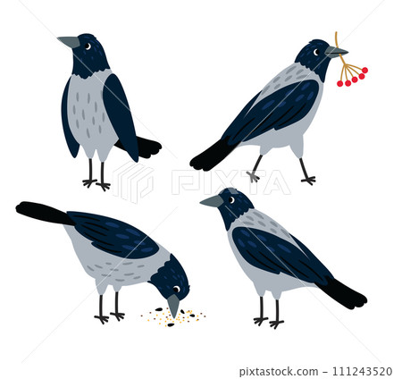 Set of different crow poses. Bird pecking seeds Set of different crow poses. Bird pecking seeds 111243520