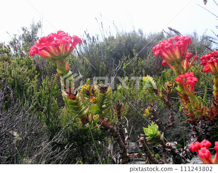 Republic of South Africa, Cape Town, Table Mountain, Crassula blooming between the rocks 111243802