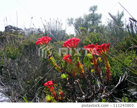 Republic of South Africa, Cape Town, Table Mountain, Crassula blooming between the rocks 111243803