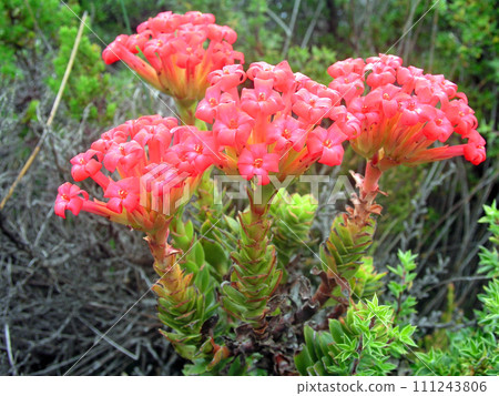 Republic of South Africa, Cape Town, Table Mountain, Crassula blooming between the rocks 111243806