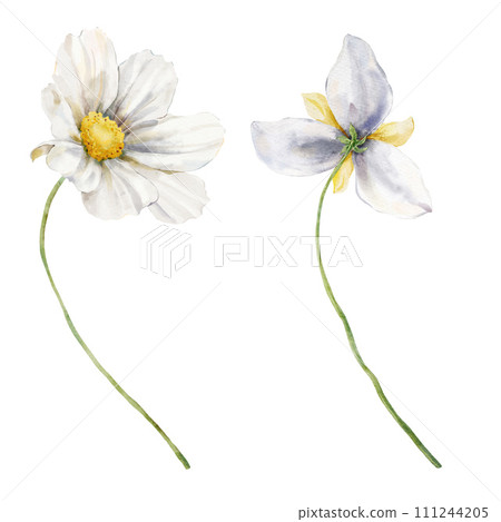 Watercolor abstract flower set of cosmos flower and narcissus. Hand painted floral elements of wildflowers isolated on white background. Holiday Illustration for design, print, fabric or background. Watercolor abstract flower set of cosmos flower and narcissus. Hand painted floral elements of wildflowers isolated on white background. Holiday Illustration for design, print, fabric or background. 111244205