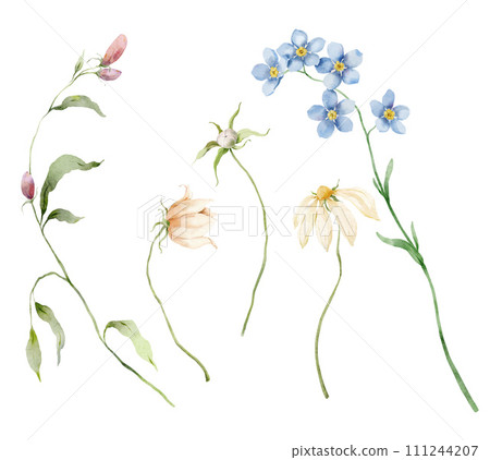 Watercolor bouquet of daisy, forget-me-not, campanula and leaves. Hand painted floral card isolated on white background. Holiday flowers Illustration for design, print, fabric or background. 111244207