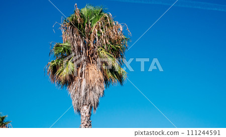 The top of a palm tree against the sky. Copy space 111244591
