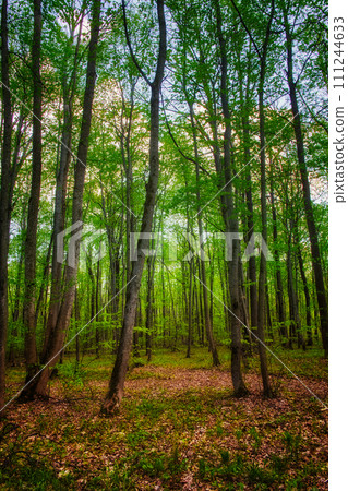 Tall trees with green leaves in a forest, sunlight filtering through. Tall trees with green leaves in a forest, sunlight filtering through. 111244633