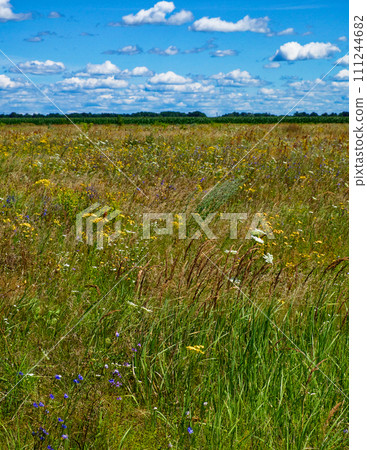 A vast field with diverse wildflowers and grasses under a partly cloudy sky. A vast field with diverse wildflowers and grasses under a partly cloudy sky. 111244682