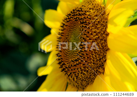 Vibrant sunflower with yellow petals, showing intricate patterns in its brown center. Vibrant sunflower with yellow petals, showing intricate patterns in its brown center. 111244689