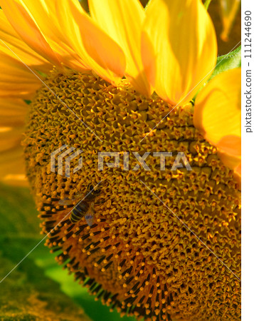 Close-up of a bee gathering nectar from the densely packed surface of a blooming sunflower. Close-up of a bee gathering nectar from the densely packed surface of a blooming sunflower. 111244690