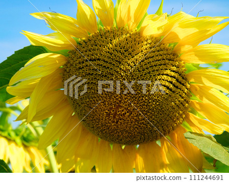 Bright yellow sunflower petals encircle a detailed, patterned brown core. 111244691