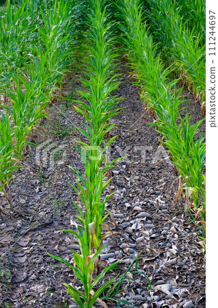 Rows of young corn plants with vibrant green leaves, surrounded by rocky, dry soil. Rows of young corn plants with vibrant green leaves, surrounded by rocky, dry soil. 111244697