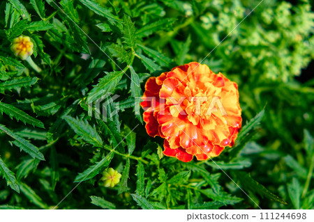 A vibrant marigold flower with rich orange and yellow hues stands out against dark green foliage. 111244698