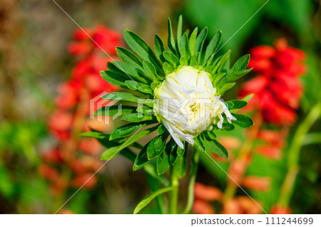 A white spiky flower blooms amidst green leaves, contrasting sharply with the dark, blurred backdrop. A white spiky flower blooms amidst green leaves, contrasting sharply with the dark, blurred backdrop. 111244699