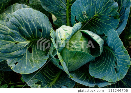 A close-up of a green cabbage with detailed, textured leaves. A close-up of a green cabbage with detailed, textured leaves. 111244706