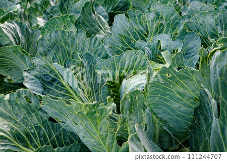 A close-up view of green cabbage leaves, showing detailed textures and natural patterns. A close-up view of green cabbage leaves, showing detailed textures and natural patterns. 111244707