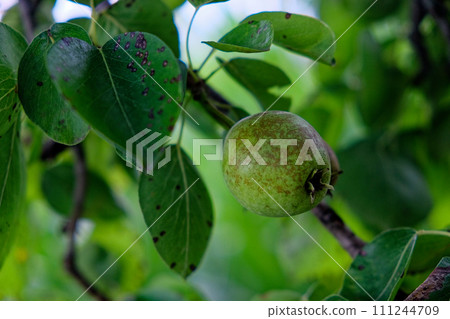 The image shows a green, unripe pear hanging from a branch surrounded by leaves with visible pest damage. 111244709