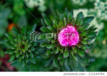 A vibrant pink flower blooms amidst green leaves, with another unopened bud nearby, set against a blurred background of varied greenery. 111244764